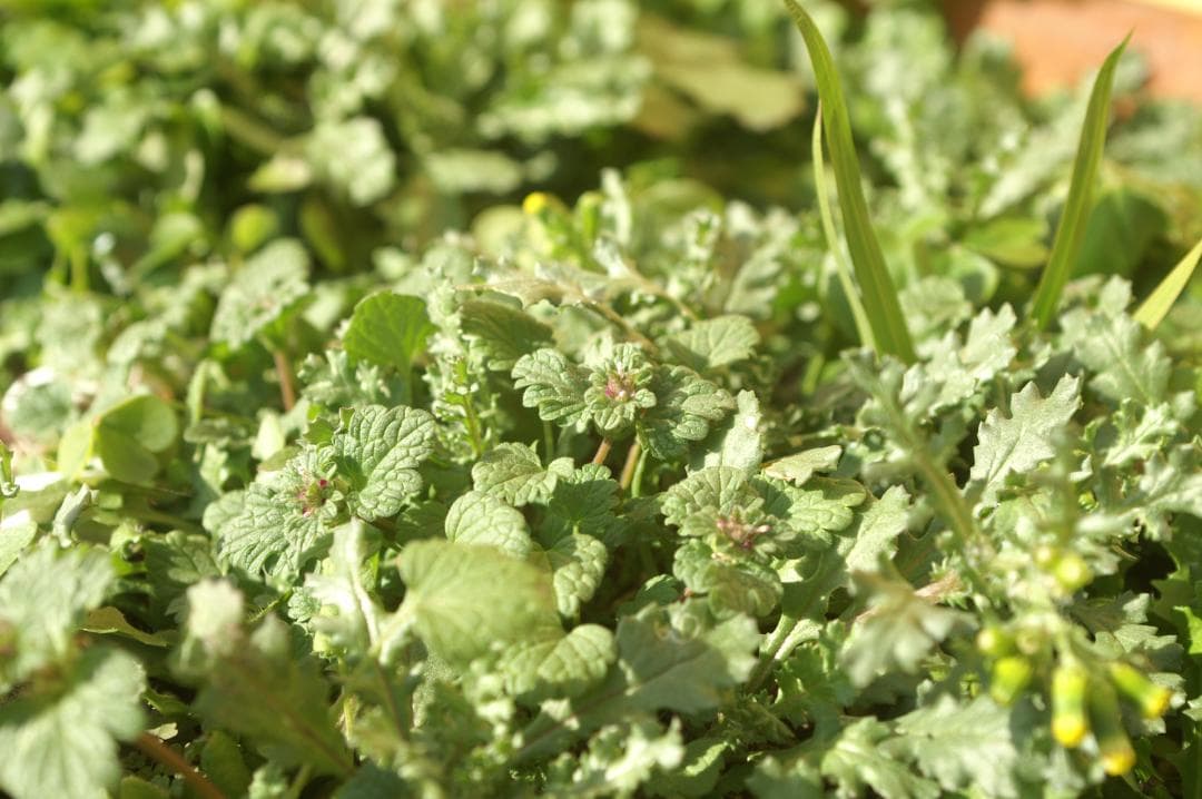 KONICA MINOLTA α-7 digital / sigma 28-70