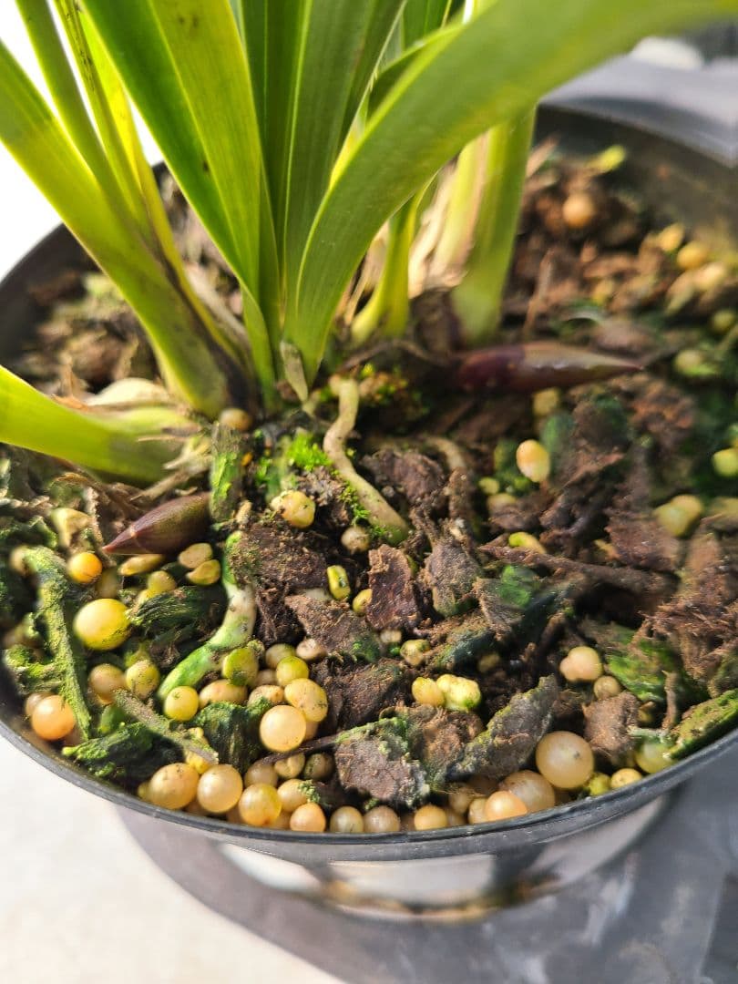 ミスマフェット。花芽2個5鉢セット。蜜蜂誘引蘭。日本蜜蜂