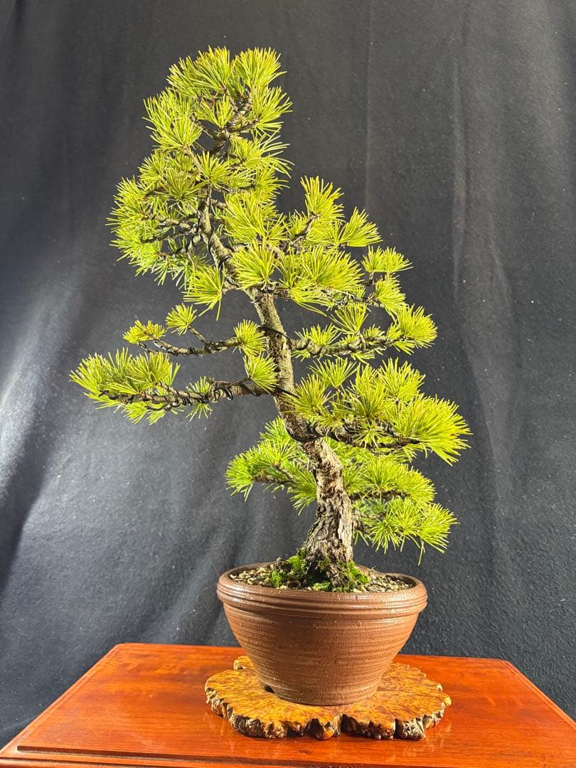 中品盆栽、赤石五葉松、双幹作り 目立った傷や汚れなし