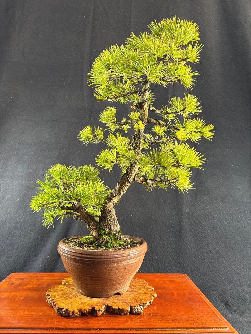 中品盆栽、赤石五葉松、双幹作り 目立った傷や汚れなし