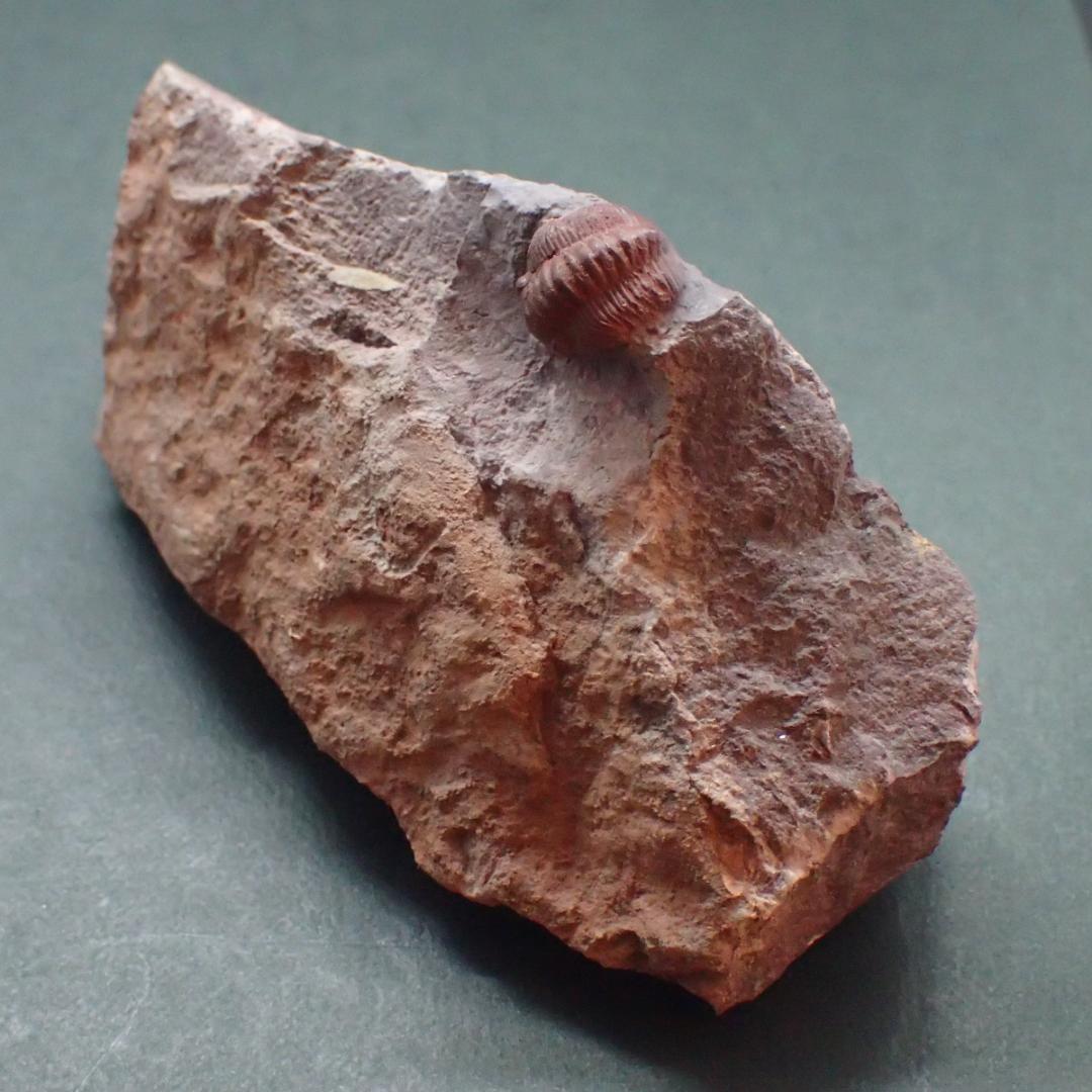 赤い三葉虫の化石 プロエトペルティス モロッコ産 本物保証