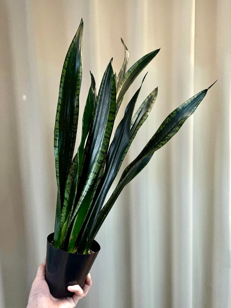 【希少】サンスベリア ブラックタイガー / 安心の発根活着済み