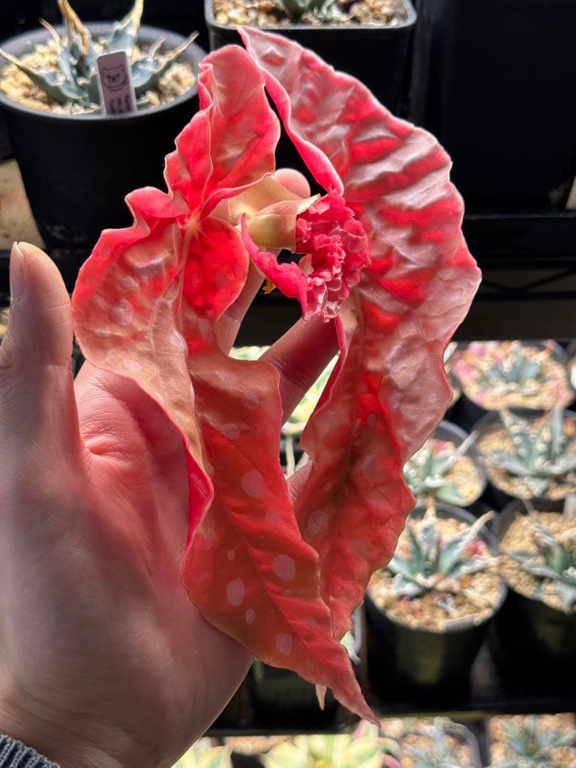 m*a様 ベゴニア マクラータ 斑入り　発根管理