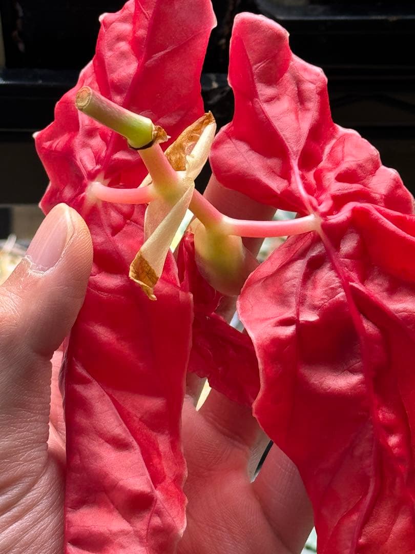 m*a様 ベゴニア マクラータ 斑入り　発根管理