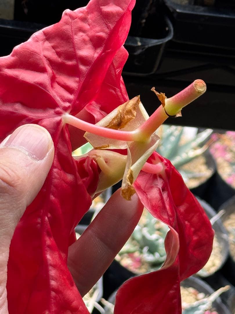 m*a様 ベゴニア マクラータ 斑入り　発根管理