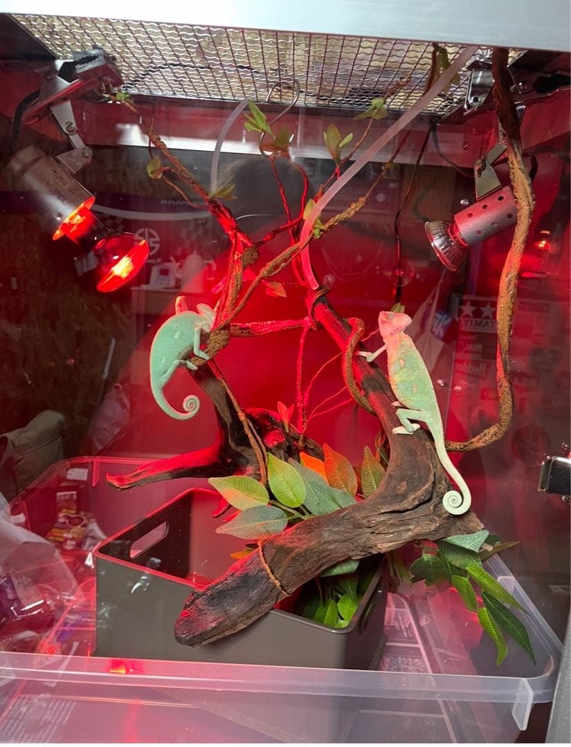 カメレオン、爬虫類飼育用ショーケース