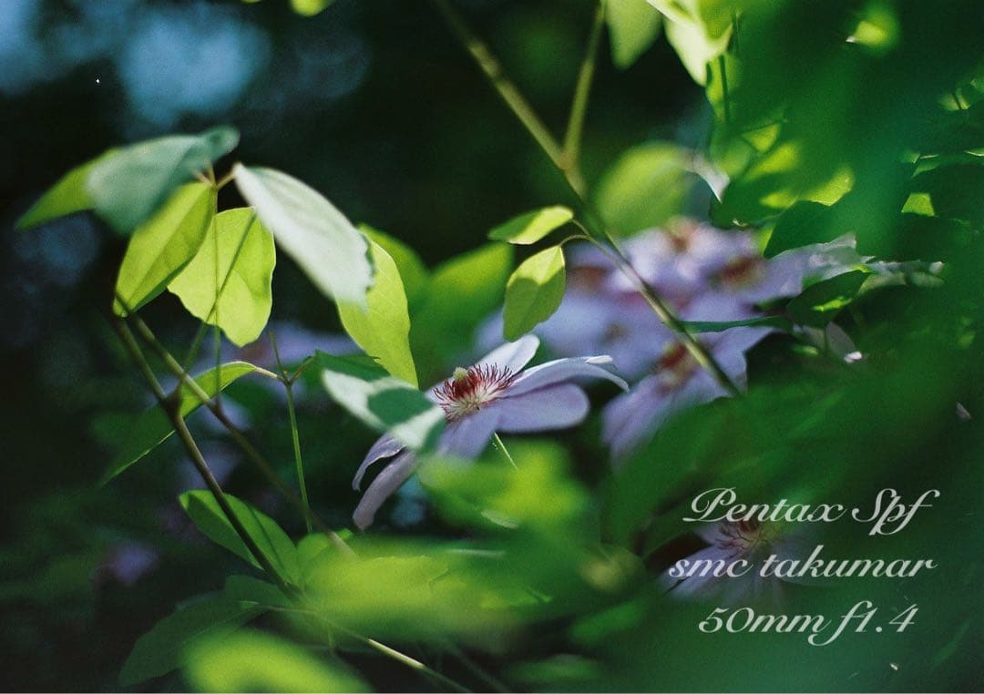 完動品＊美品＊pentax spf&名玉smc f1.4★作例多数★初期保証付き