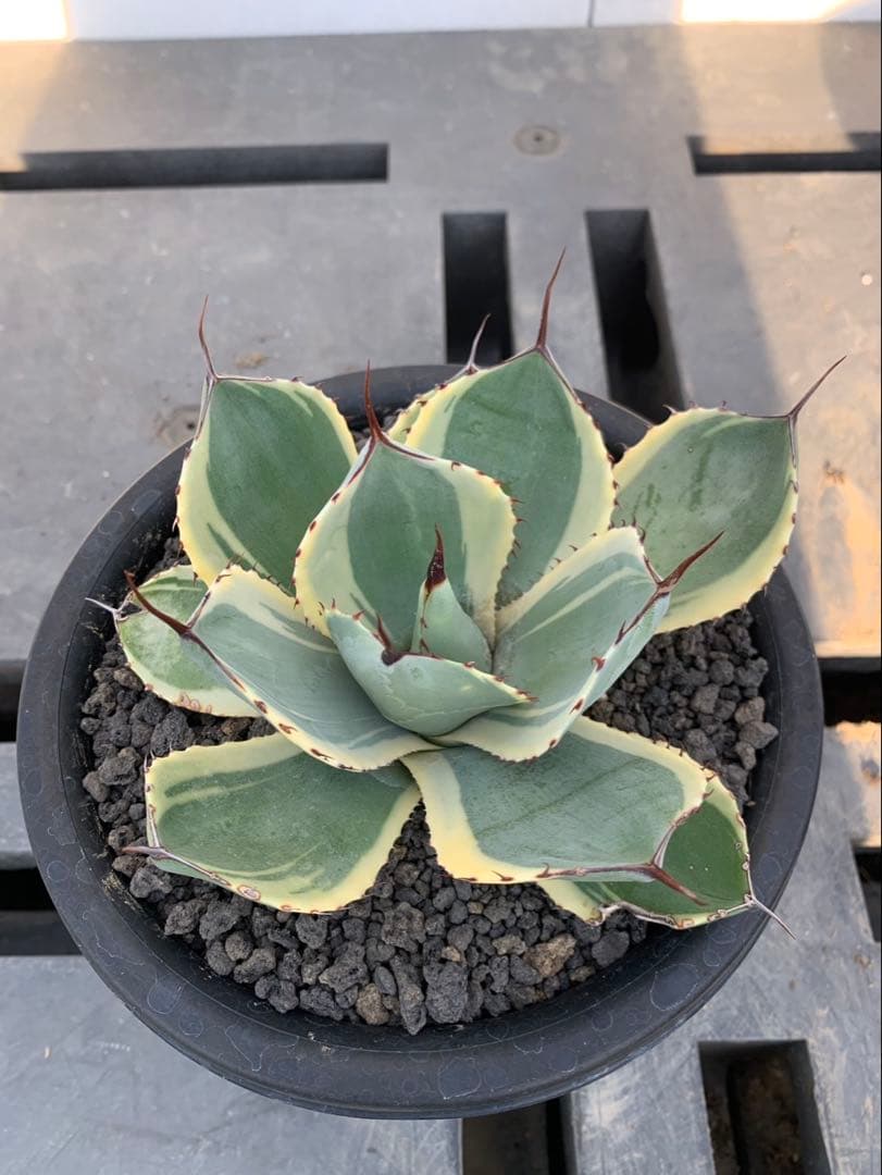 アガベ　オリザバ