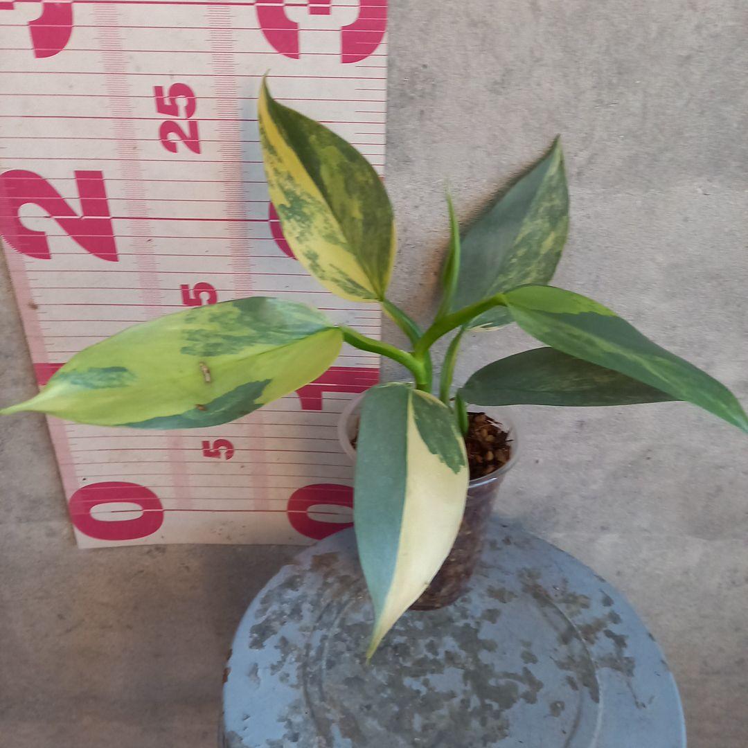 超希少 フィロデンドロン　シルバーソード斑入 (ハスタータム斑入)