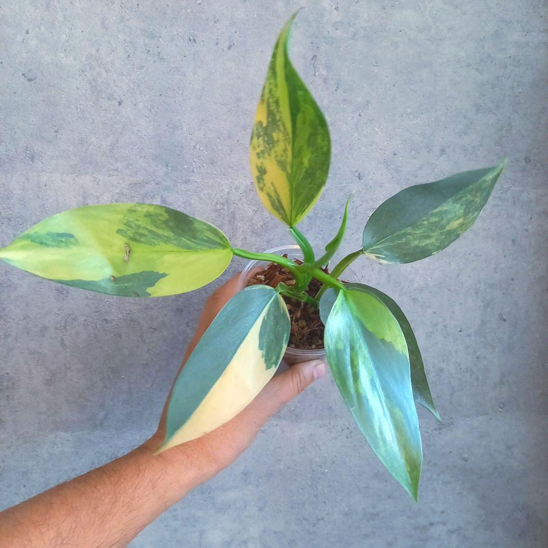 超希少 フィロデンドロン　シルバーソード斑入 (ハスタータム斑入)