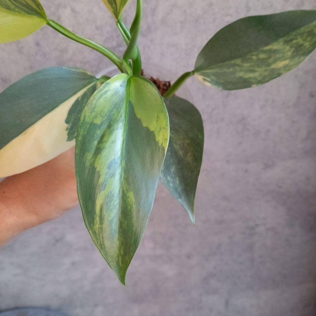 超希少 フィロデンドロン　シルバーソード斑入 (ハスタータム斑入)