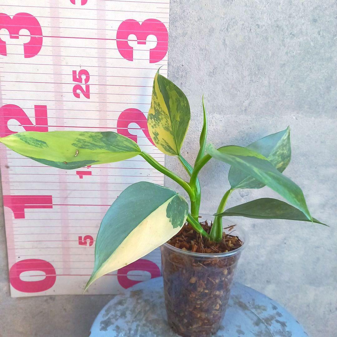 超希少 フィロデンドロン　シルバーソード斑入 (ハスタータム斑入)