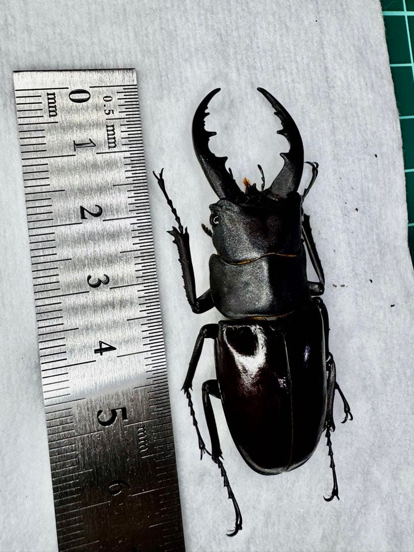 ※コンチュー 野外品標本※