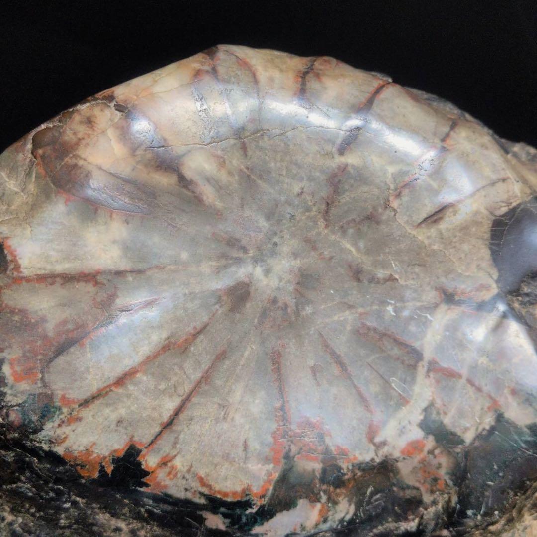 【大型】天然 菊花石 鑑賞石 台座付 22cm 5.8kg 一輪大菊 置物 水石