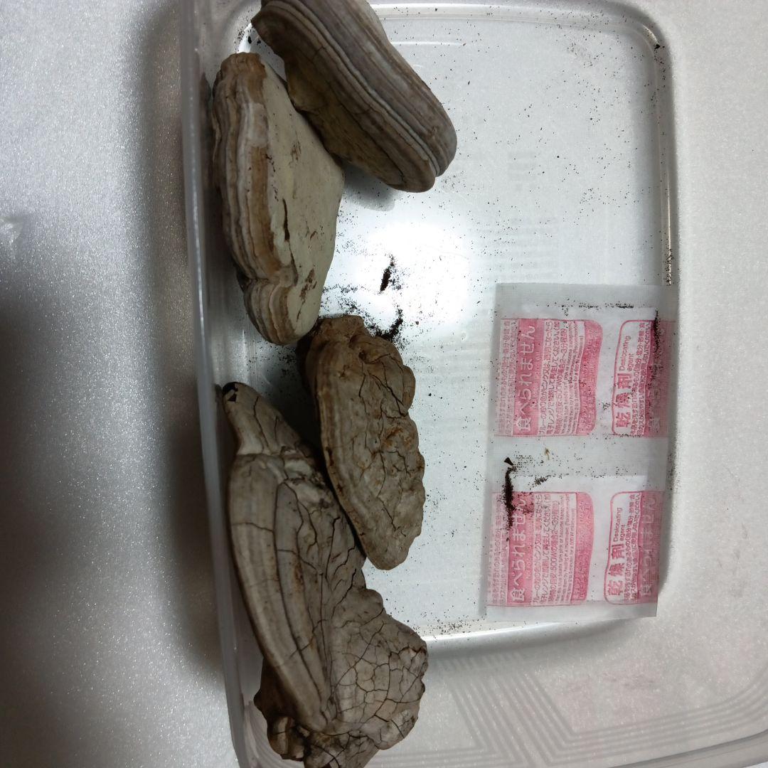 霊芝(古い梅の木、自生のみ)サルノコシカケ厳選　短期間特別セール実施中