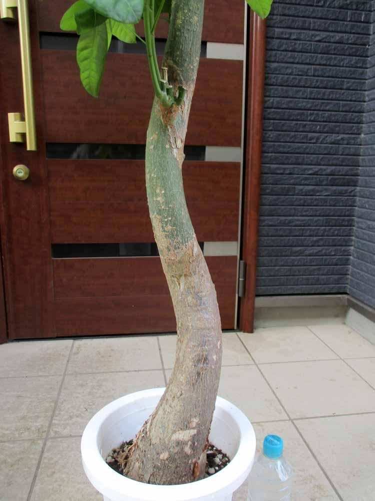 【現品】パキラ　極太　8号　TB番