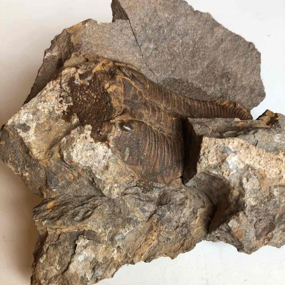 超貴重品　モロッコ砂漠で採取　現在輸出禁止です。