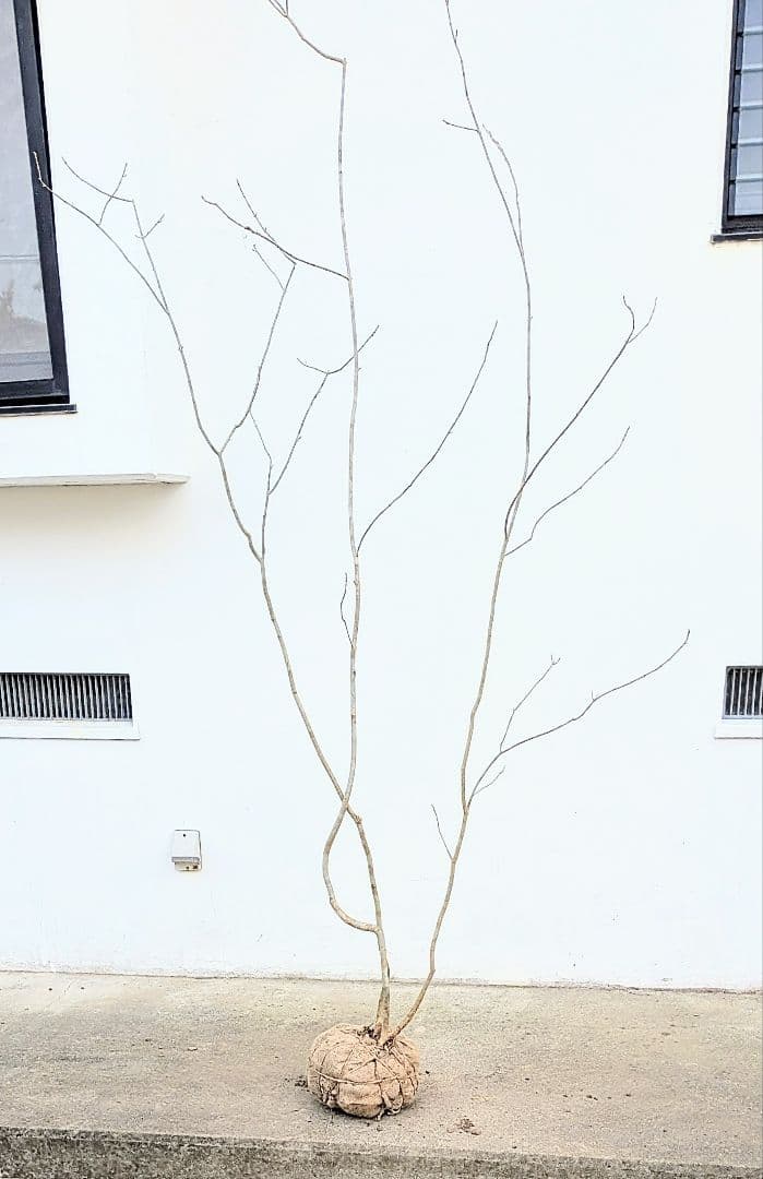 秀。山採りアオダモ。