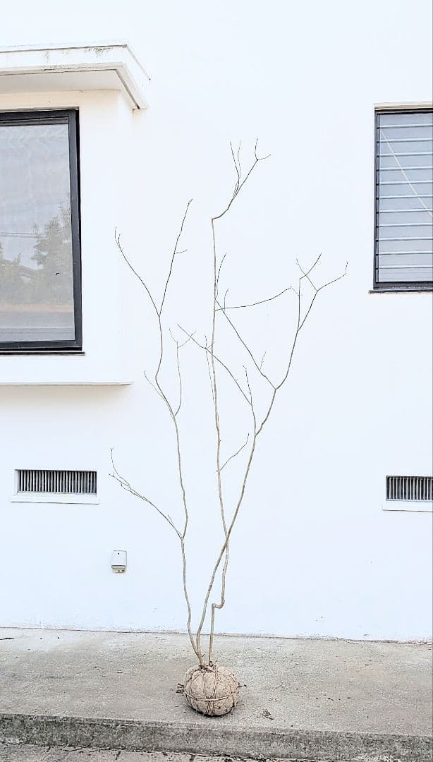 秀。山採りアオダモ。