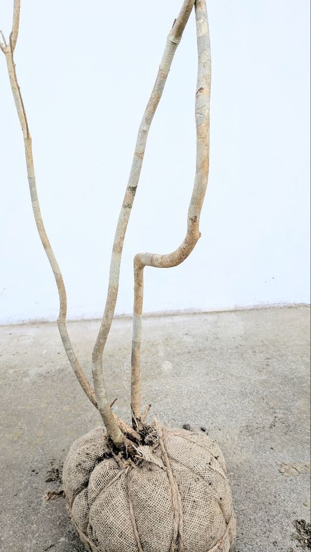 秀。山採りアオダモ。