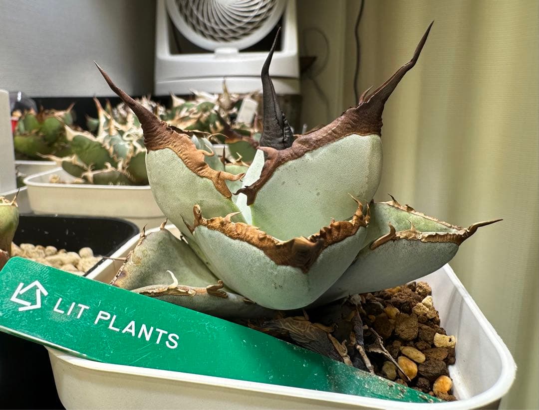 アガベ　【土】