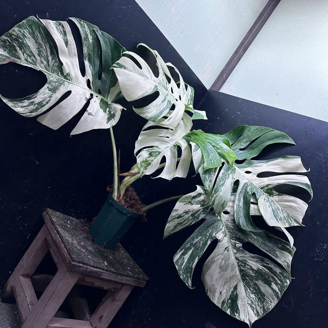 N*e様 斑入りモンステラ ホワイトタイガー極美大株58cm白斑多