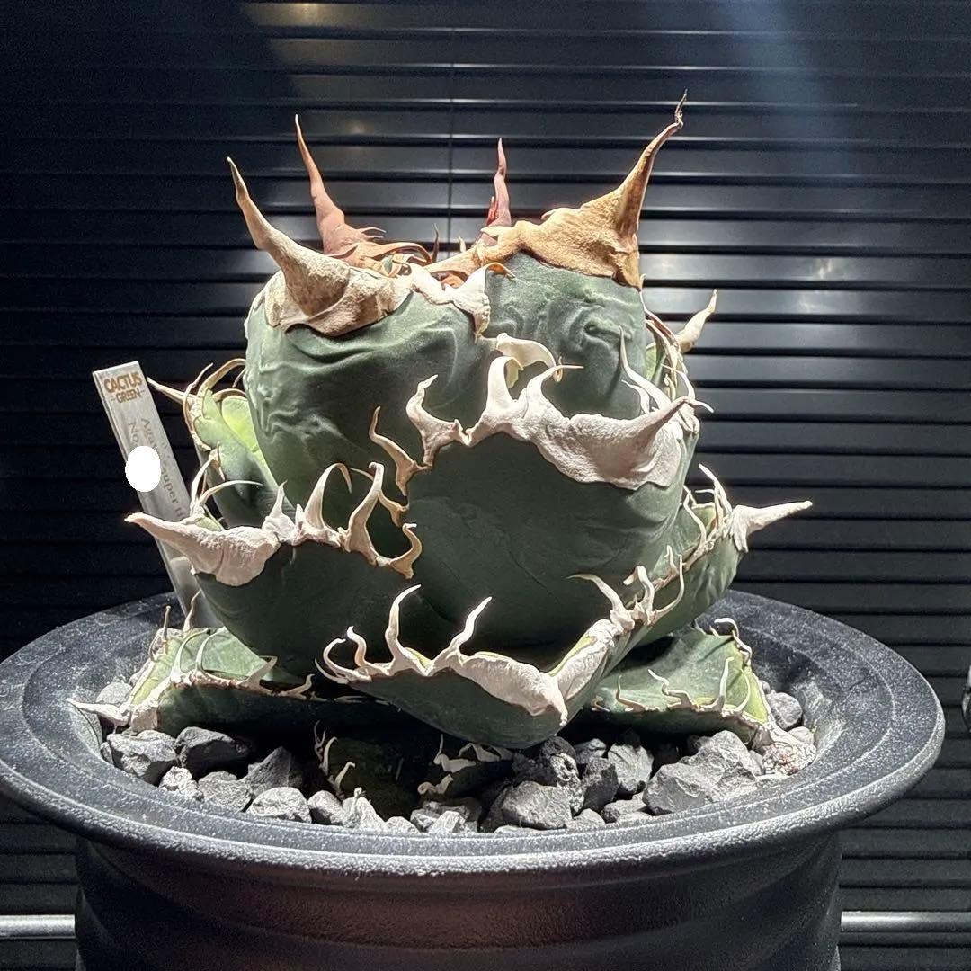 ま*ん様 アガベ　スーパーチタノタ　カクタスグリーン産　OC