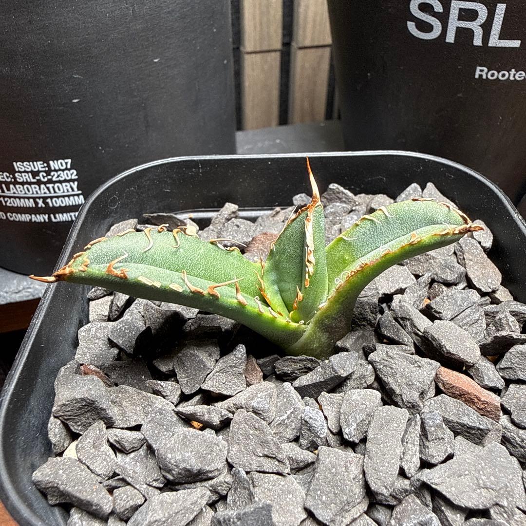 ま*ん様 アガベ　スーパーチタノタ　カクタスグリーン産　OC