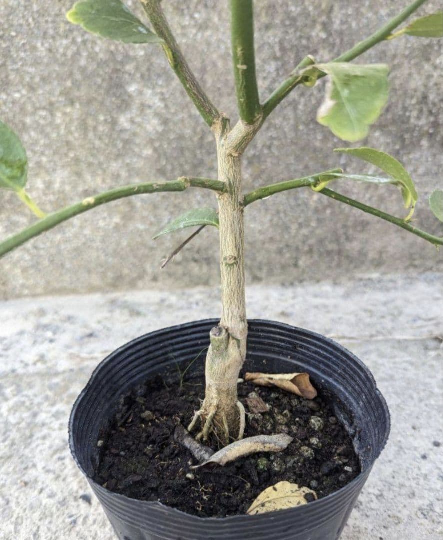 フレーバーグリーン　シードレスライム苗　4年接木苗木3本　ラングプール　2年5本