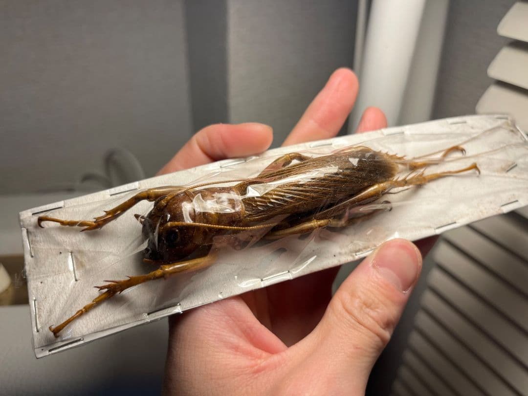 【82mm♀】リオック Sia ferox コロギス昆虫標本デュビアタランチュラ