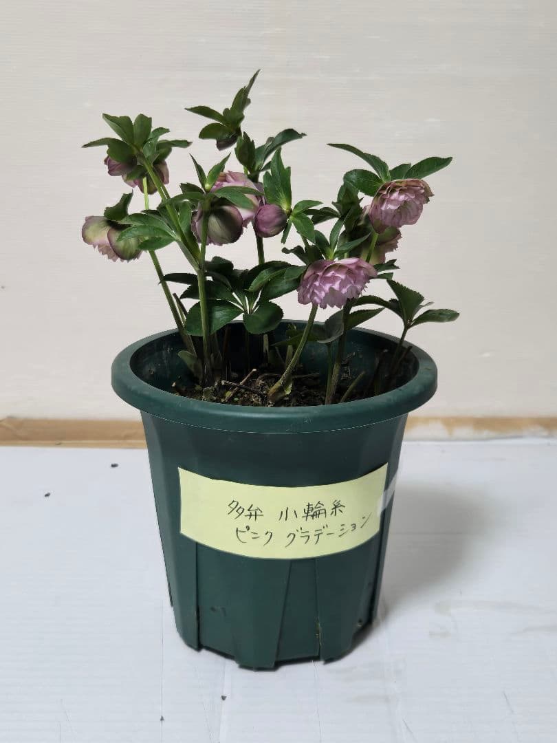 ☆クリスマスローズ☆多弁小輪系　ピンクグラデーション☆7号鉢☆