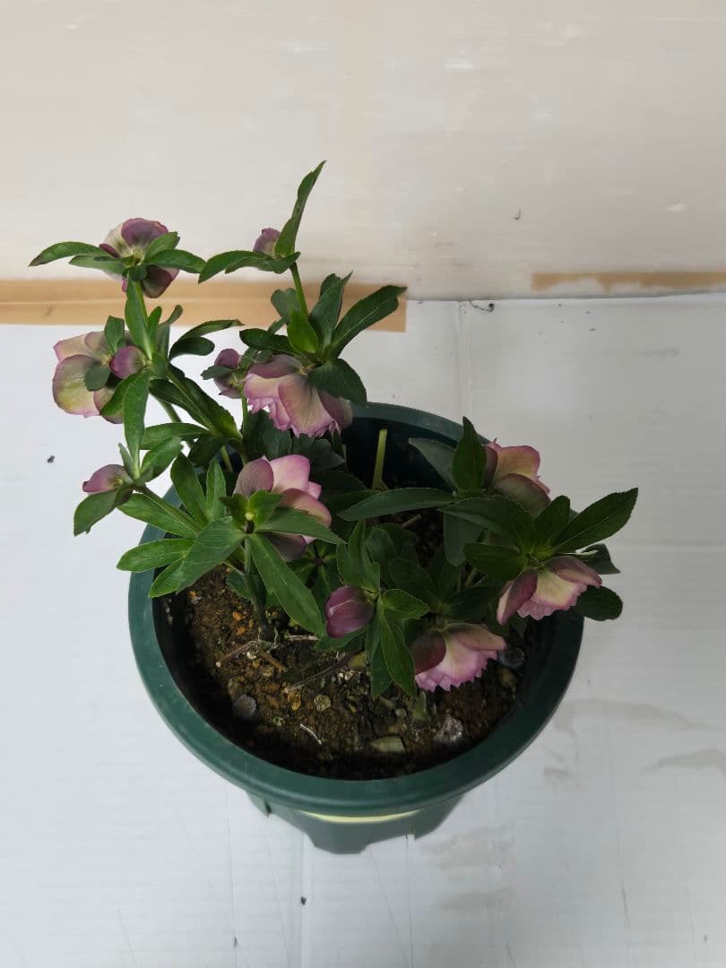 ☆クリスマスローズ☆多弁小輪系　ピンクグラデーション☆7号鉢☆