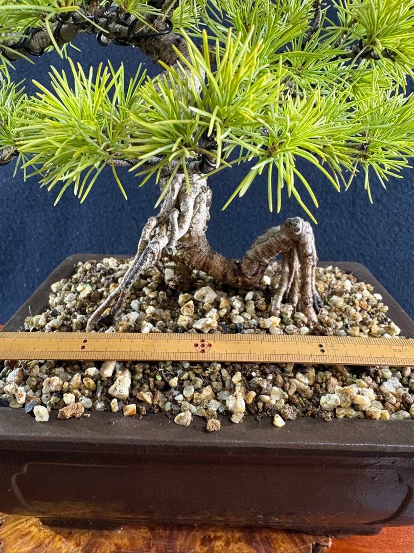 貴風盆栽、赤石五葉松、根上がり、模様木 目立った傷や汚れなし