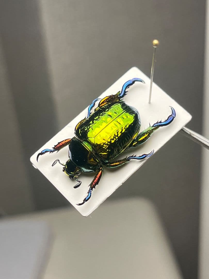 【属内最高峰】Pelidnota cyanitarsis　標本 プラチナコガネ