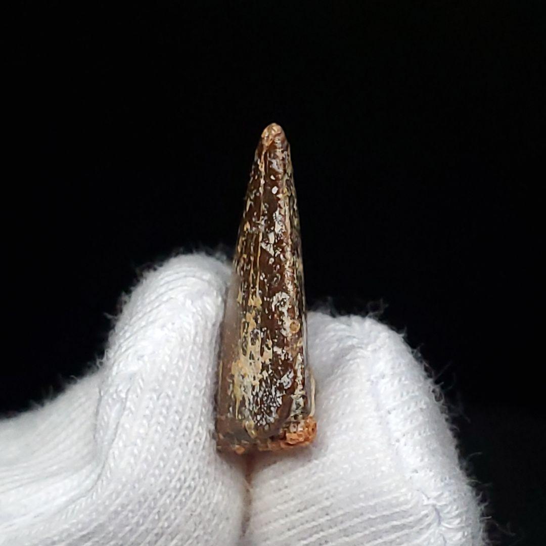 美品 ラプトル 化石 歯 恐竜 本物 モロッコ産 17.78mm fra14