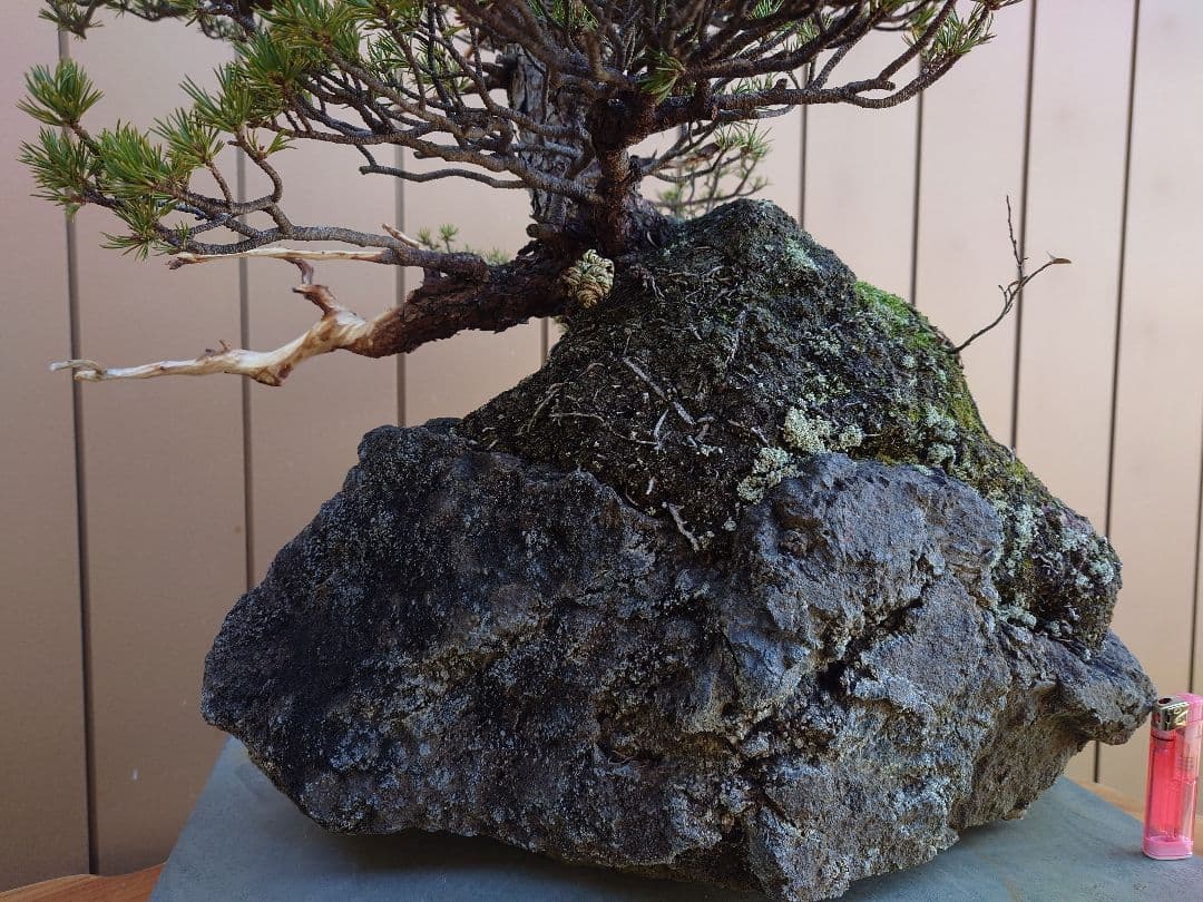 盆栽　九重　五葉松　石込52cm