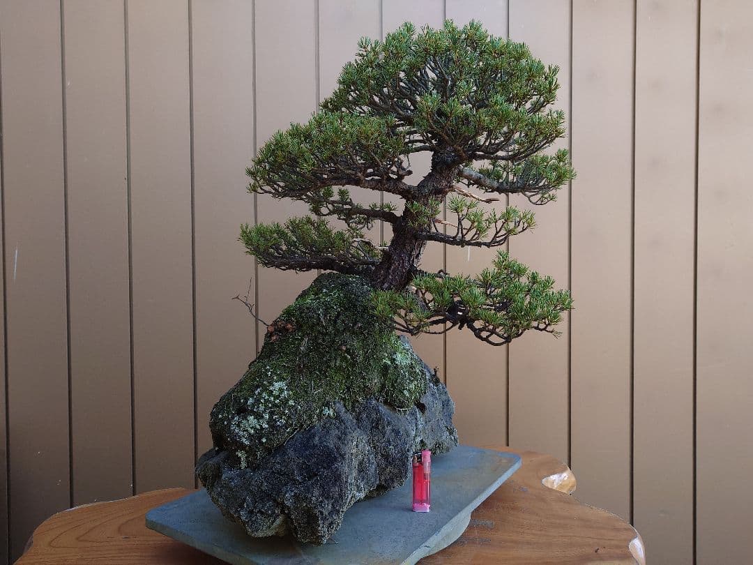 盆栽　九重　五葉松　石込52cm