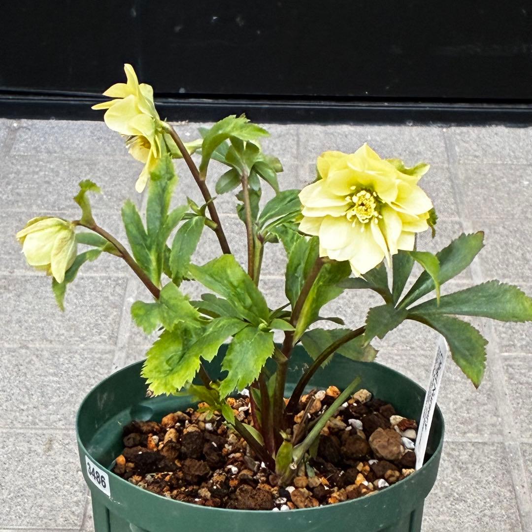 ま*️様 3486☘️蕾花タグ付き☘️⭐️マイクロヒデコート⭐️小輪⭐️コンパク