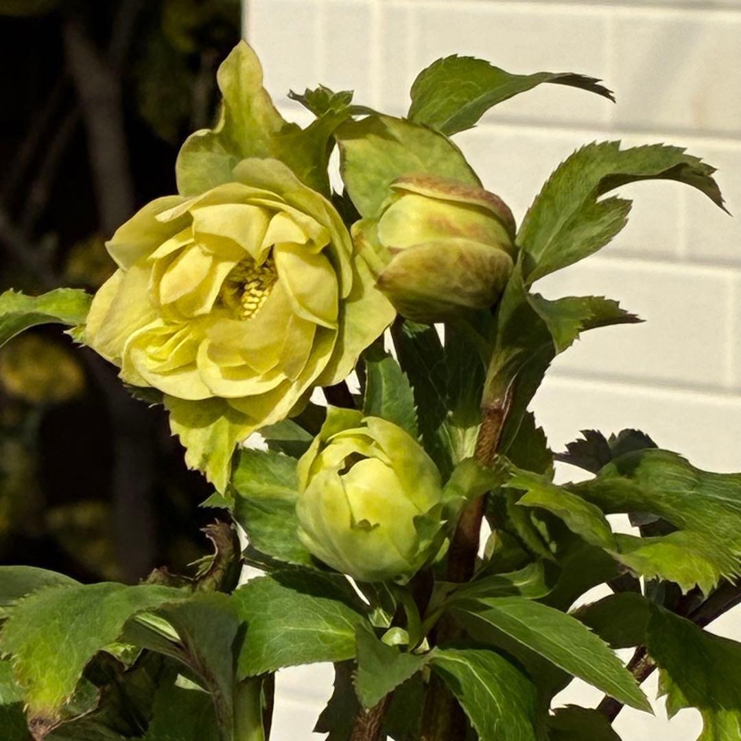 ま*️様 3486☘️蕾花タグ付き☘️⭐️マイクロヒデコート⭐️小輪⭐️コンパク