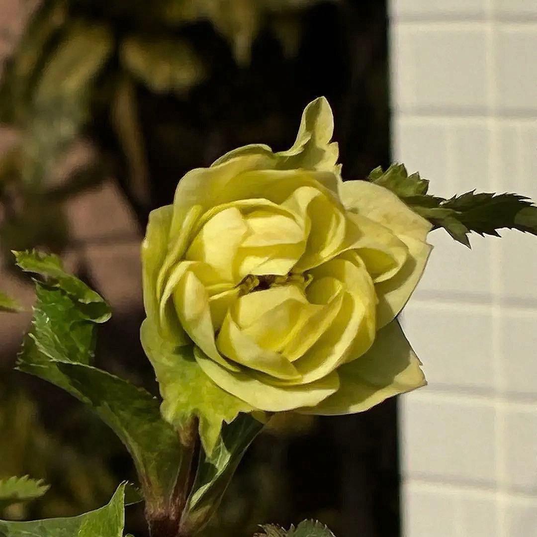 ま*️様 3486☘️蕾花タグ付き☘️⭐️マイクロヒデコート⭐️小輪⭐️コンパク