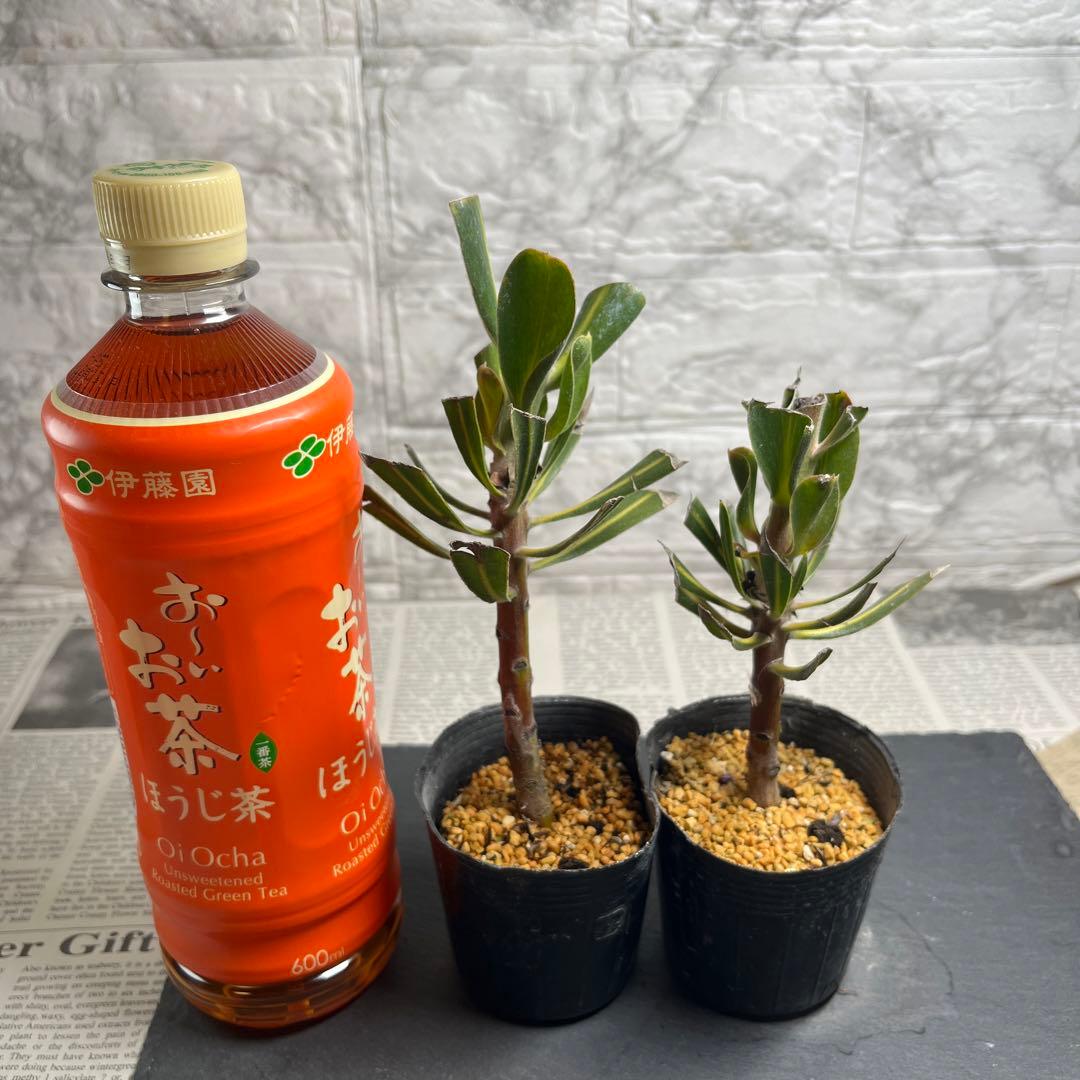 スペシャルピンクアイス　２苗　No.1 No.2 No.3