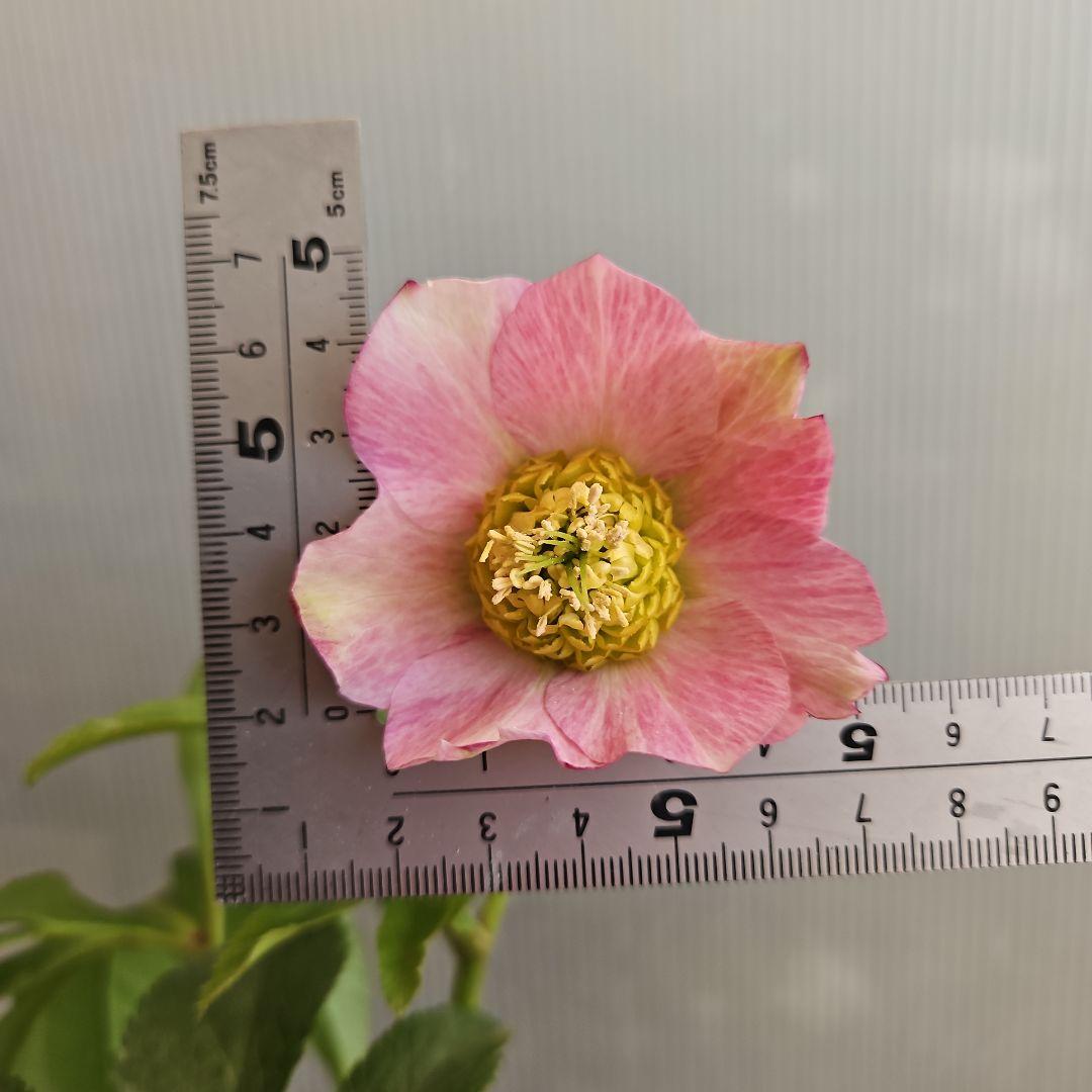 ㉖-368クリスマスローズ