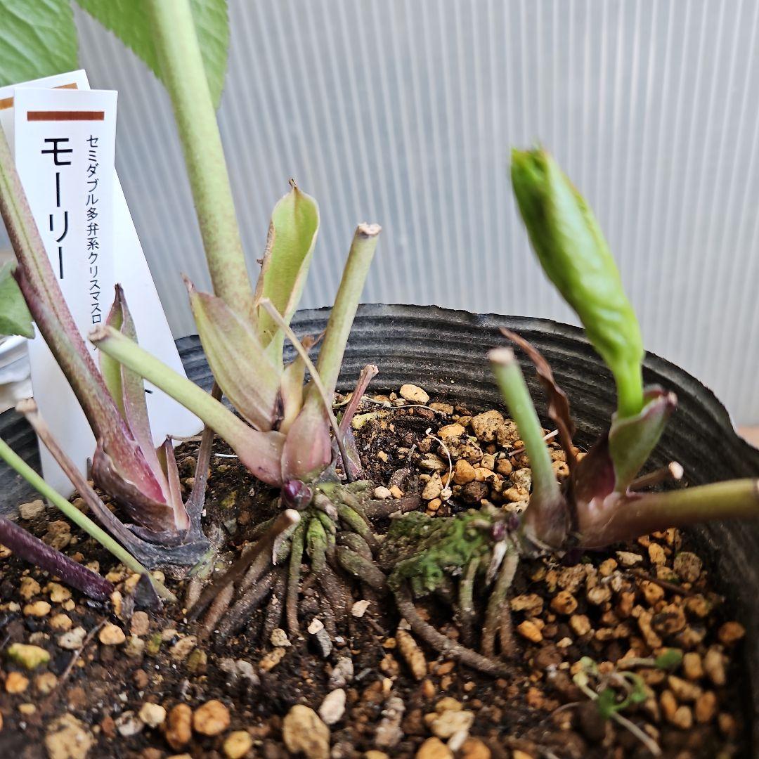 ㉖-368クリスマスローズ