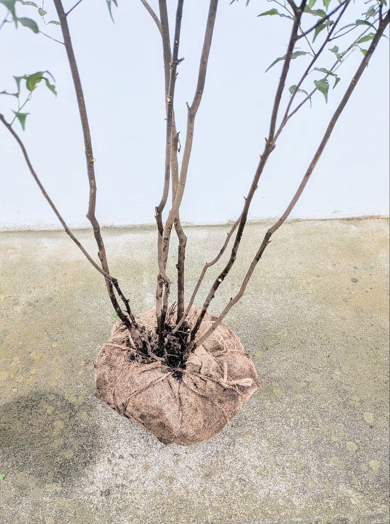 抜群。。山採りハイノキ。。