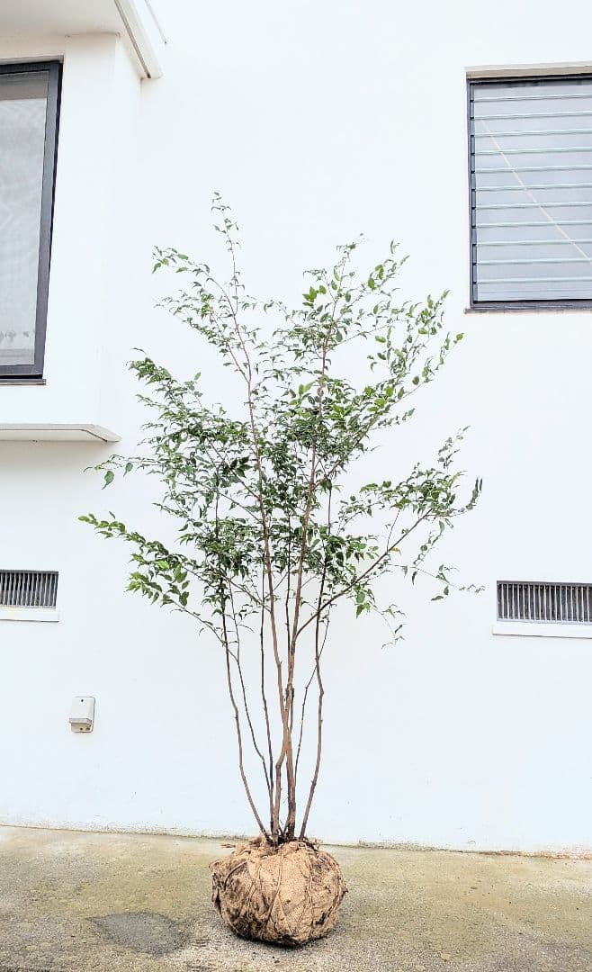 抜群。。山採りハイノキ。。