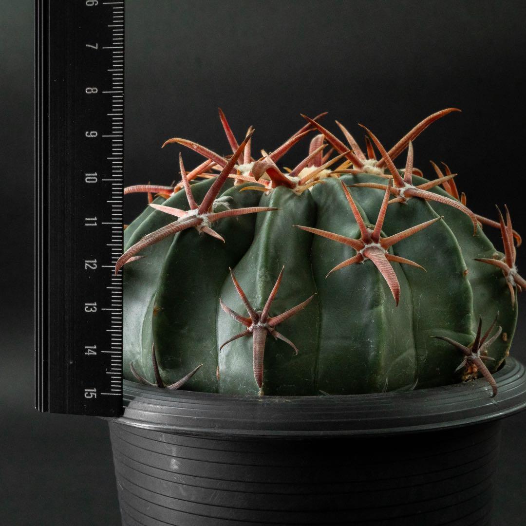 綾波武蔵 （実生） エキノカクタス 旧ホマロケファラ #217