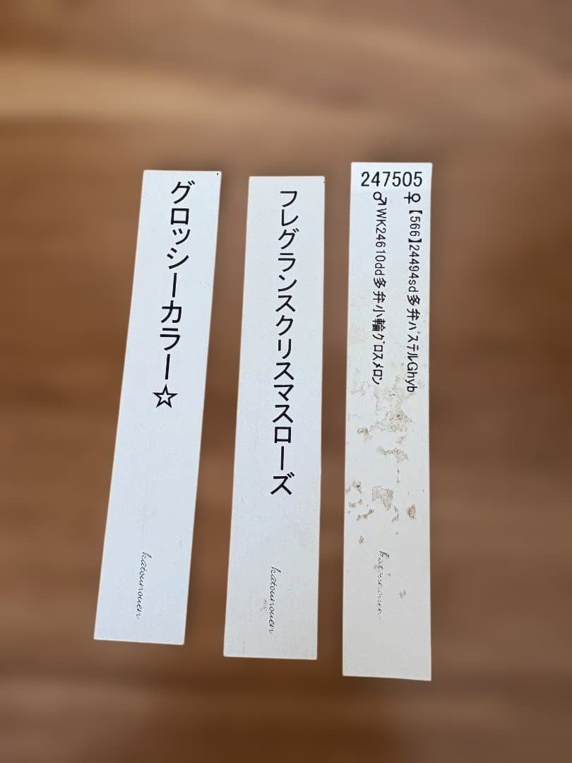 認定　加藤農園　グロッシー＆フレグランス　クリスマスローズ　開花株