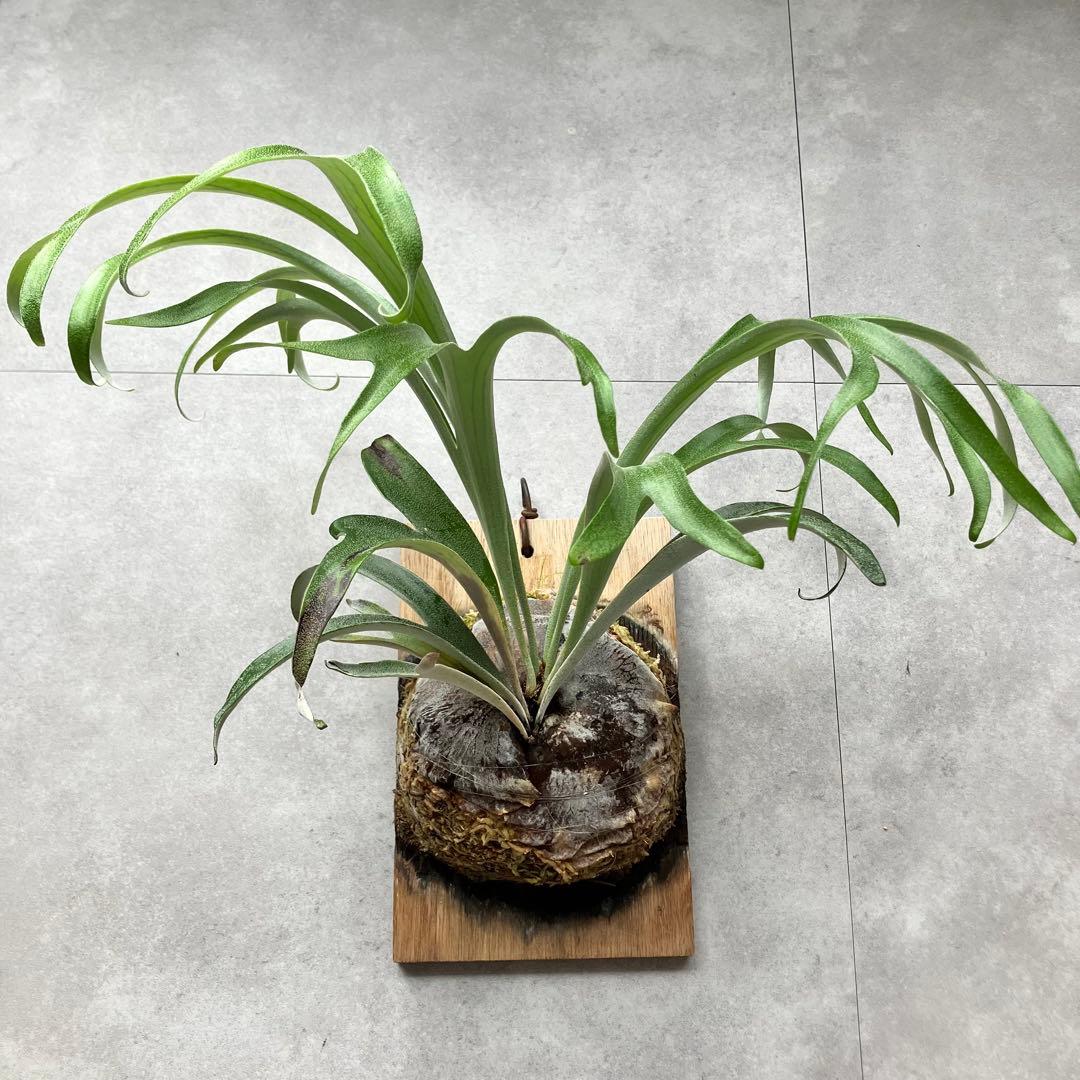 ビカクシダ・アルシコルネドワーフ①