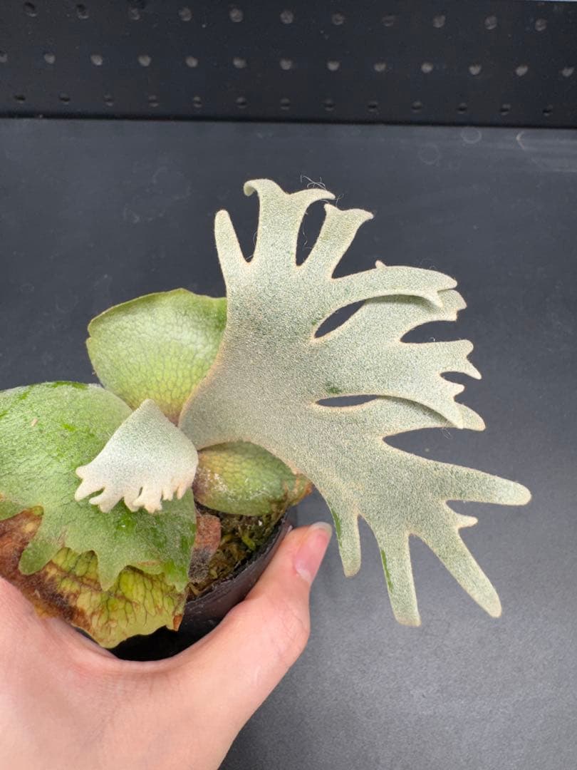 ビカクシダ　YMDS Totoro HHRナーセリータグ付け #348