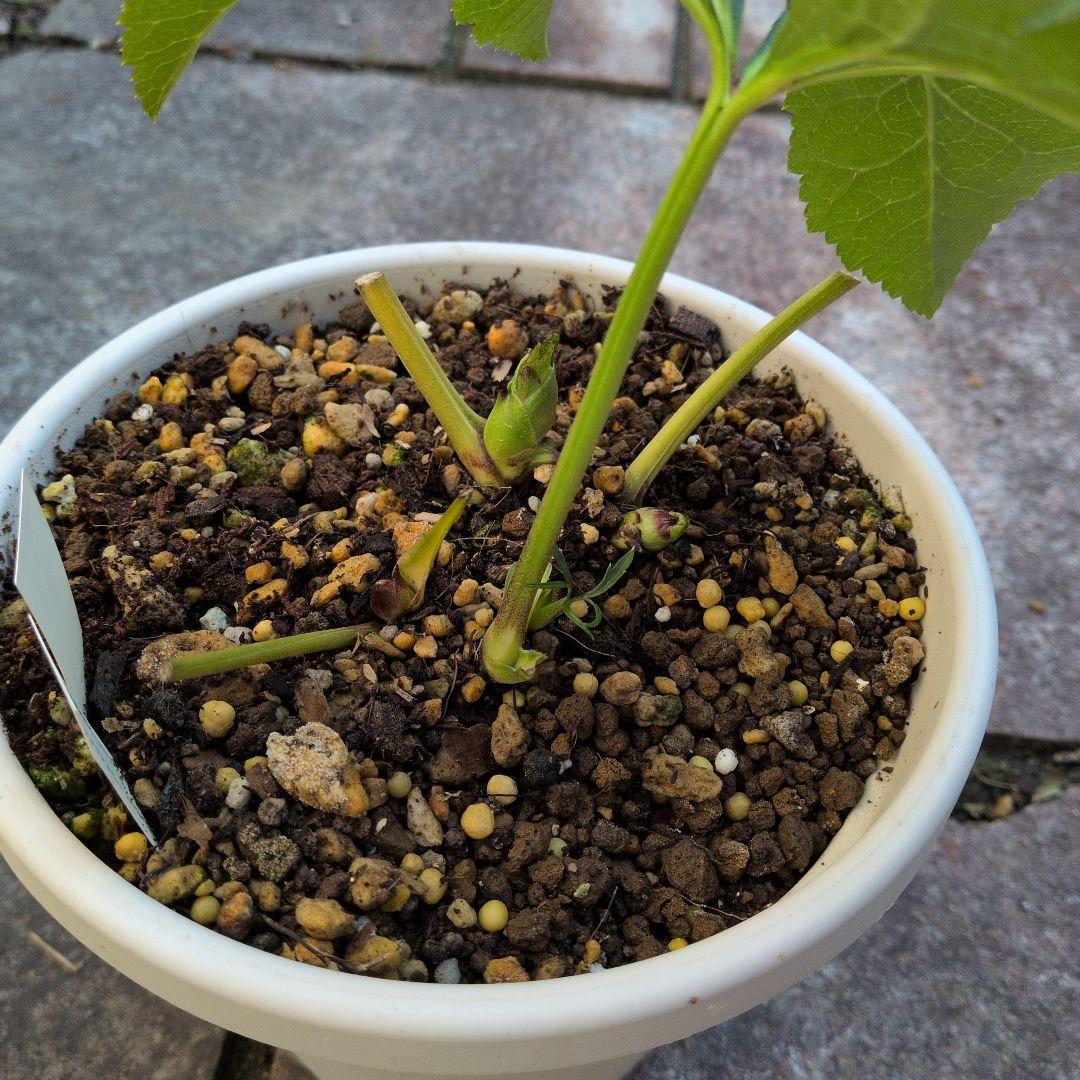 【清〇様】プリマヴェーラゴールドグラデクリスマスローズ苗